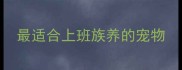 最适合上班族养的宠物