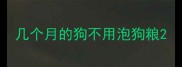 几个月的狗不用泡狗粮