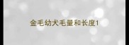 金毛幼犬毛量和长度