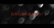 拉布拉多犬瘦怎么办