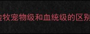 边牧宠物级和血统级的区别