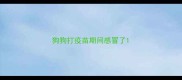 狗狗打疫苗期间感冒了