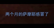 两个月的萨摩耶感冒了