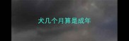 犬几个月算是成年
