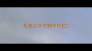拉布拉多在狗中地位