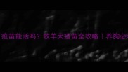 牧羊犬不打疫苗能活吗牧羊犬疫苗全攻略养狗必看生死线