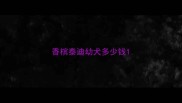 香槟泰迪幼犬多少钱