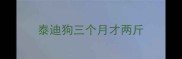 泰迪狗三个月才两斤