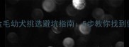 新手必看金毛幼犬挑选避坑指南5步教你找到健康纯种宝宝