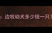 边境牧羊犬价格全边牧幼犬多少钱一只附权威购买指南