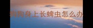 狗狗身上长蜱虫怎么办