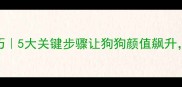 拉布拉多美容技巧5大关键步骤让狗狗颜值飙升附超全护理指南