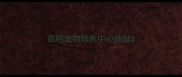 昆明宠物领养中心地址