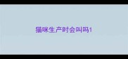 猫咪生产时会叫吗