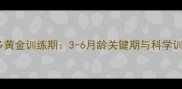 拉布拉多黄金训练期3-6月龄关键期与科学训练指南