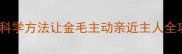 3周养成黄金搭档科学方法让金毛主动亲近主人全攻略附训练案例
