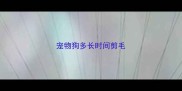 宠物狗多长时间剪毛