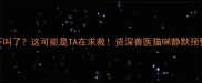 猫咪突然不叫了这可能是TA在求救资深兽医猫咪静默预警的5大征兆