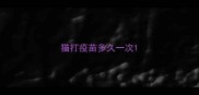 猫打疫苗多久一次