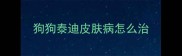 狗狗泰迪皮肤病怎么治