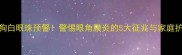 北京狗狗白眼珠预警警惕眼角膜炎的5大征兆与家庭护理指南