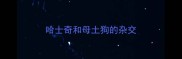 哈士奇和母土狗的杂交