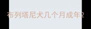 布列塔尼犬几个月成年