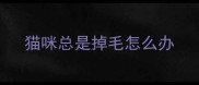 猫咪总是掉毛怎么办