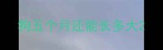狗五个月还能长多大