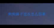 狗狗鼻子流水怎么回事