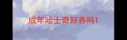 成年哈士奇好养吗