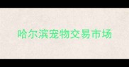 哈尔滨宠物交易市场