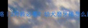 狗狗磨牙棒全攻略3月龄必看幼犬磨牙棒怎么选附选购清单