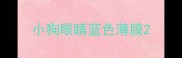 小狗眼睛蓝色薄膜
