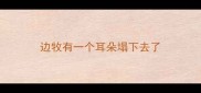 边牧有一个耳朵塌下去了