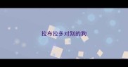 拉布拉多对别的狗