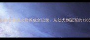 拉布拉多种公赛级火箭养成全记录从幼犬到冠军的120天蜕变