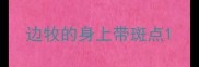 边牧的身上带斑点
