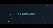 边牧长癣用什么药膏