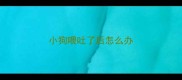 小狗喂吐了后怎么办