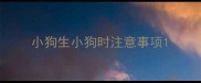 小狗生小狗时注意事项