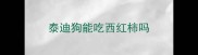 泰迪狗能吃西红柿吗