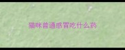 猫咪普通感冒吃什么药