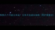 狗狗几个月能立耳朵立耳犬全成长指南附护理要点
