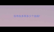 拉布拉多有多少个血统