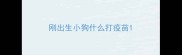 刚出生小狗什么打疫苗