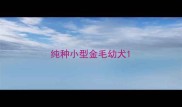 纯种小型金毛幼犬