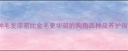 10种毛发浓密比金毛更华丽的狗狗品种及养护指南