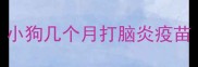 小狗几个月打脑炎疫苗