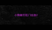小狗被打肛门出血